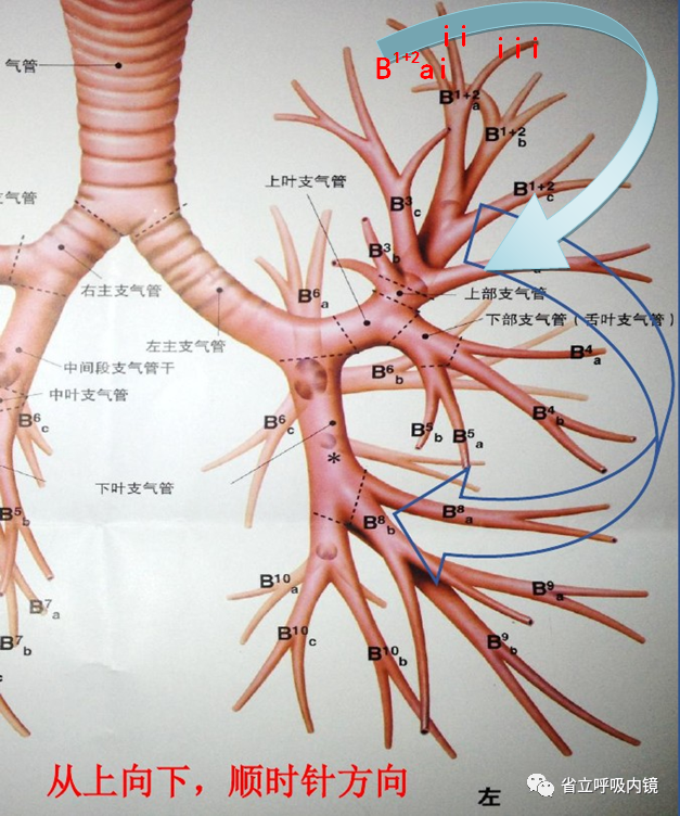 42个支气管亚段如何实现精准定位