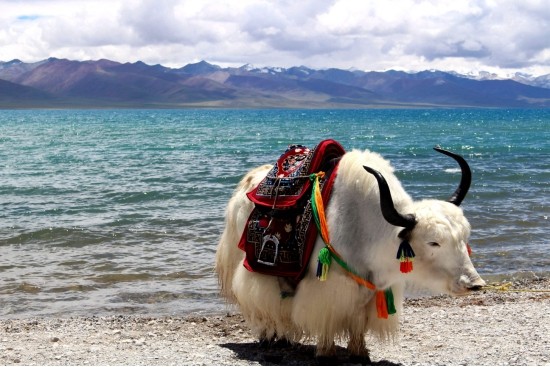西藏800公里的无人区到底有多可怕？