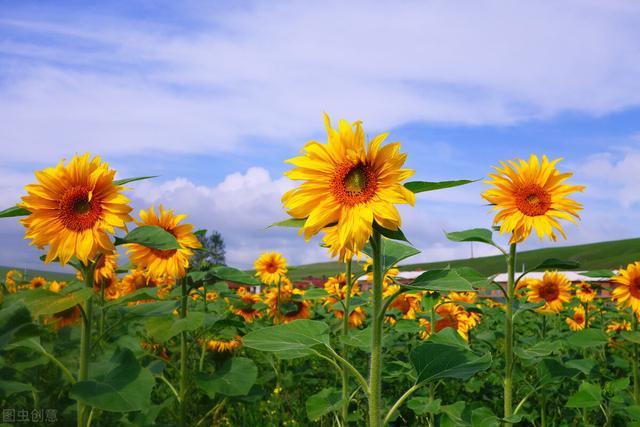 2020的好心情源泉,向日葵花海我来啦_腾讯新闻