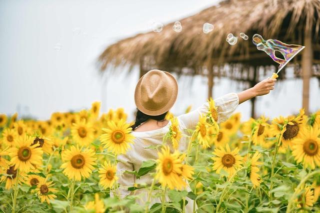 2020的好心情源泉,向日葵花海我来啦