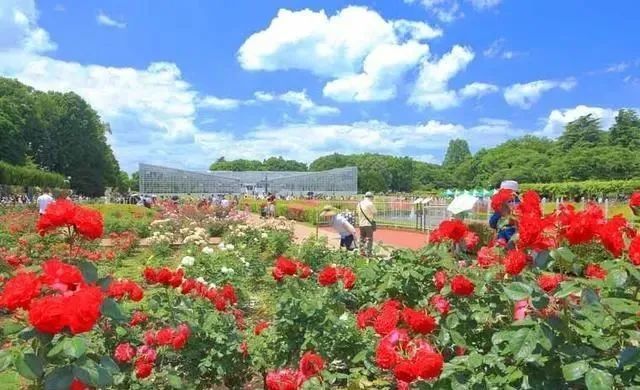 东京都关东圈21所玫瑰园 花痴的人去过14所 其中还有前首相家的玫瑰花园鸠山会馆 腾讯新闻