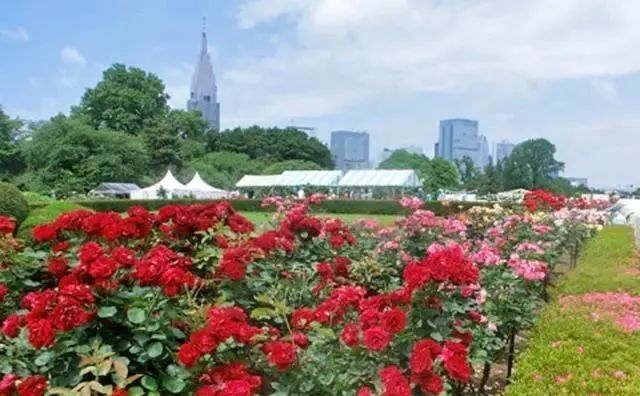 东京都关东圈21所玫瑰园 花痴的人去过14所 其中还有前首相家的玫瑰花园鸠山会馆 千叶县 新宿 御苑 布市 玫瑰园 东京都 玫瑰 玫瑰花园 东京 山下公园 鸠山