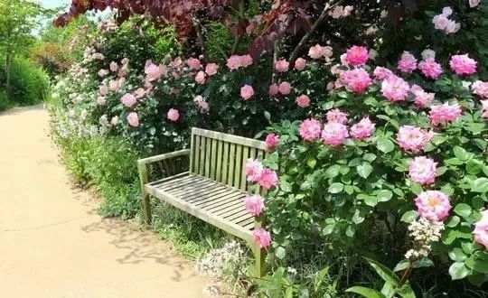 东京都关东圈21所玫瑰园 花痴的人去过14所 其中还有前首相家的玫瑰花园鸠山会馆 腾讯新闻