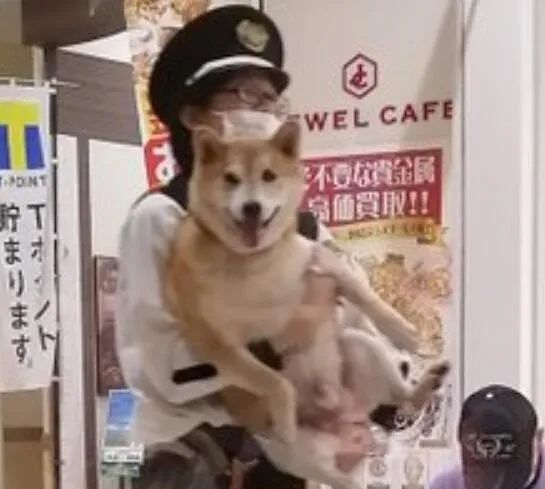又一只柴犬被捕了 看到这货的表情后 网友 罪名是太可爱了 腾讯新闻