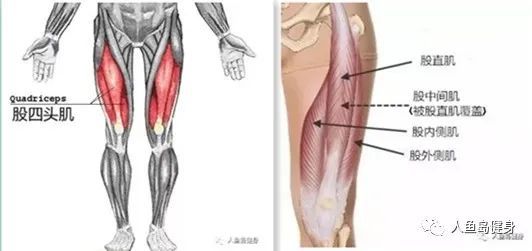 股四头肌 保护膝关节的 利器 腾讯新闻