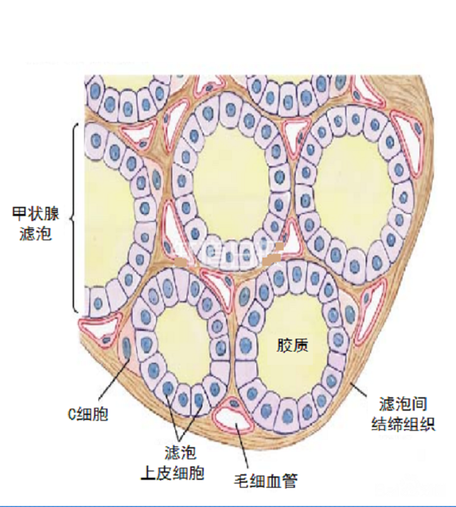 甲状腺负责合成甲状腺激素的"车间"称"甲状腺滤泡",甲状腺位于颈部