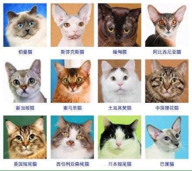 世界上有各种品种的猫咪这几个分类方法让你更加了解猫咪