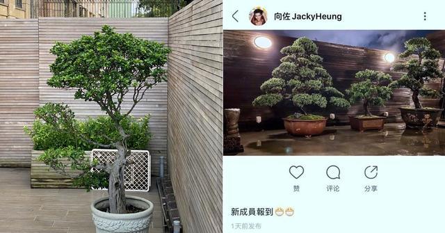 向太|向太心梗出院发文报平安，晒照不忘教育儿媳郭碧婷，这婆婆绝了！