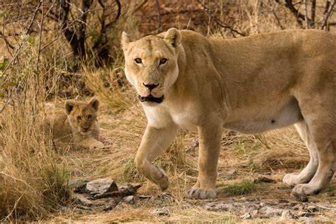 狮子|印度男被母狮嚎叫惊醒，遭其压胸口，极度冷静用浑身之力推走狮子