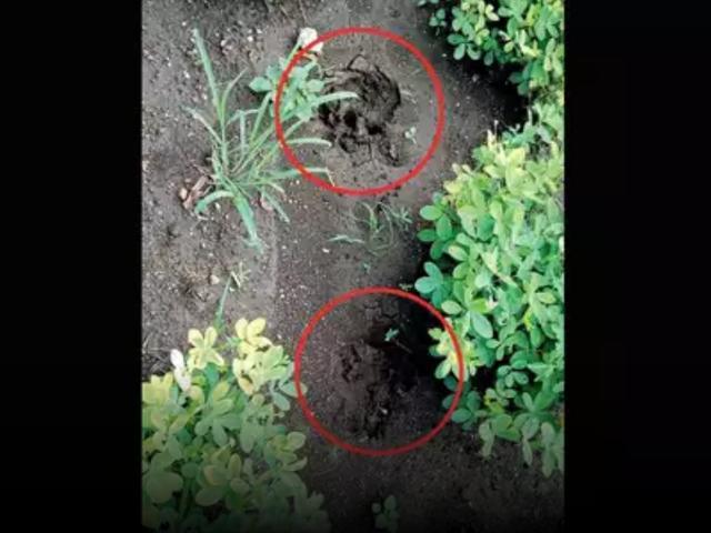 狮子|印度男被母狮嚎叫惊醒，遭其压胸口，极度冷静用浑身之力推走狮子