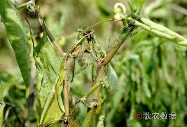 植保辣椒疫病危害症狀及防治技術678月適合扦插的三種花遇水瘋長