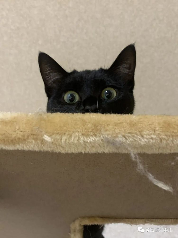 谁说黑猫不吉利不好看铲屎官们怒晒自家小煤球全都可爱爆啦