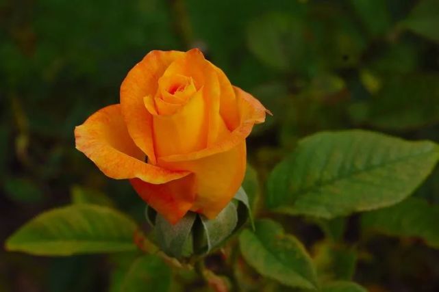 8月下旬 浮华沉世 花开花落 四大生肖只愿旧爱陪伴 转身寻找 生肖 生肖鼠 生肖兔 生肖马