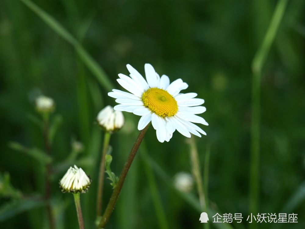 8月18日爱情运势 双子稳扎稳打 狮子突发奇想 摩羯全力以赴 腾讯新闻