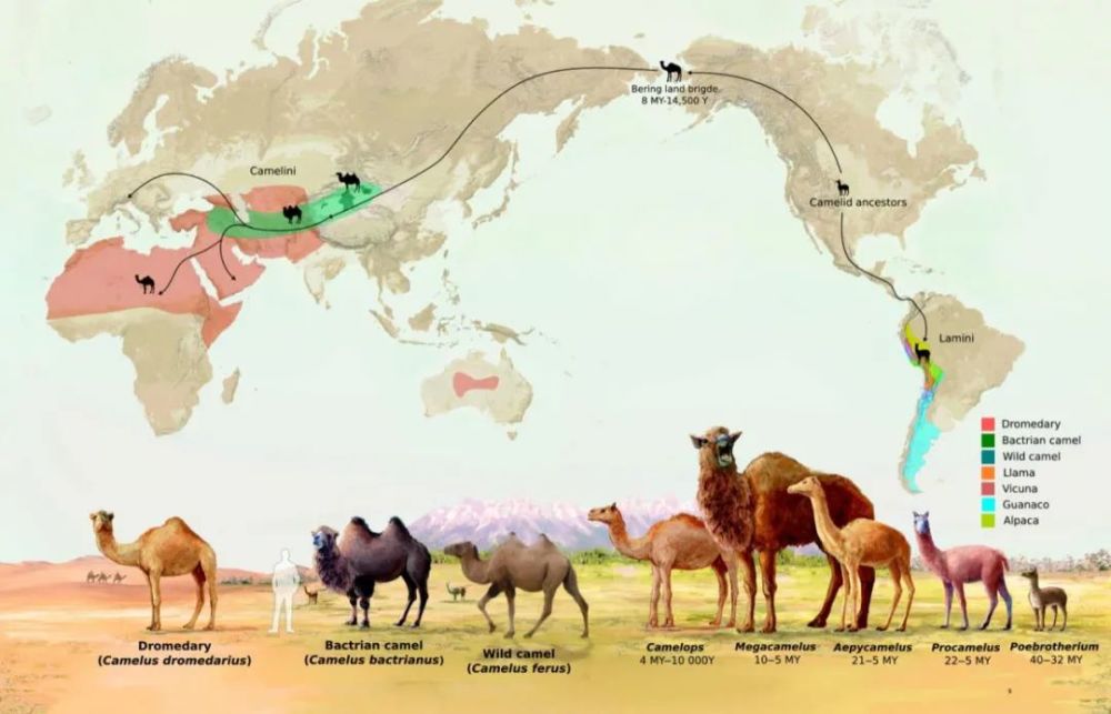 羊驼|“神兽”羊驼，究竟是羊还是驼？