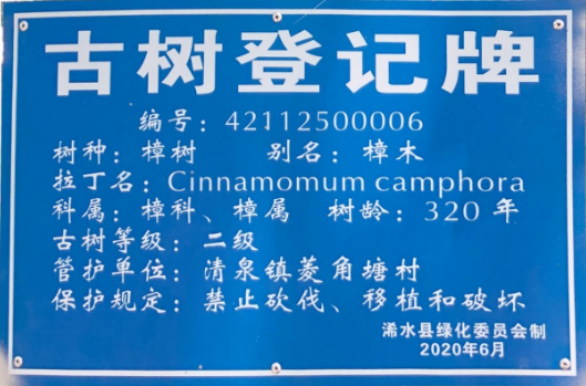 320岁老樟树未得到有效保护,为古树讨公道推动生态整改,浠水掏钱为253