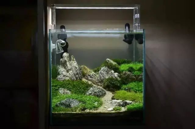 放入小生物之后成景美照水景缸造景细节照,水草状态好到爆