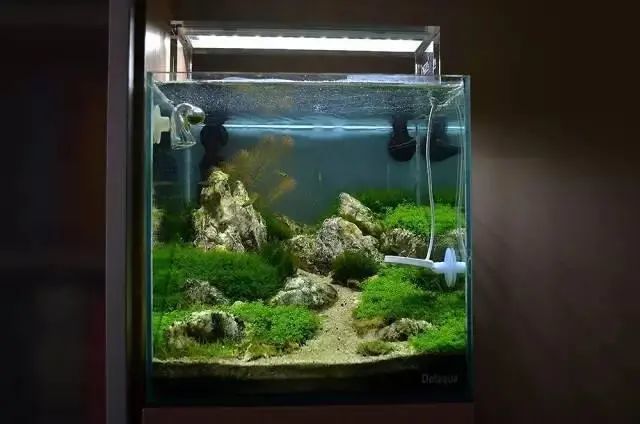 草缸造景小缸景深也能玩到极致