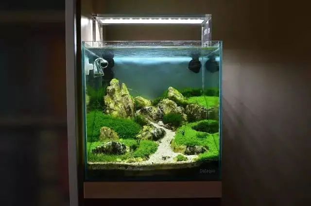 草缸造景小缸景深也能玩到极致