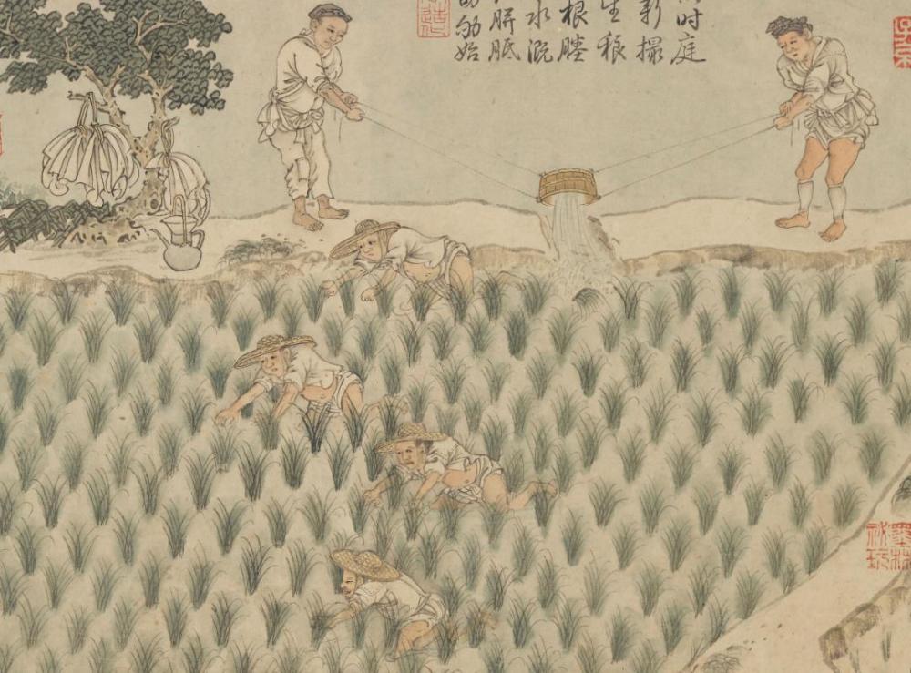 古画放大一粒米怎样走上古人的餐桌