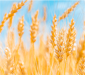 米饭|一碗米饭 百年故事