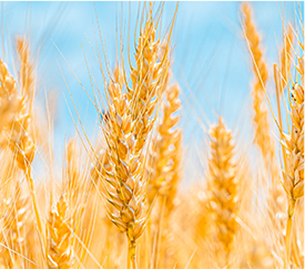 米饭|一碗米饭 百年故事