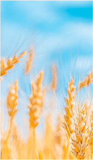 米饭|一碗米饭 百年故事