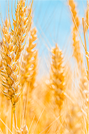 米饭|一碗米饭 百年故事