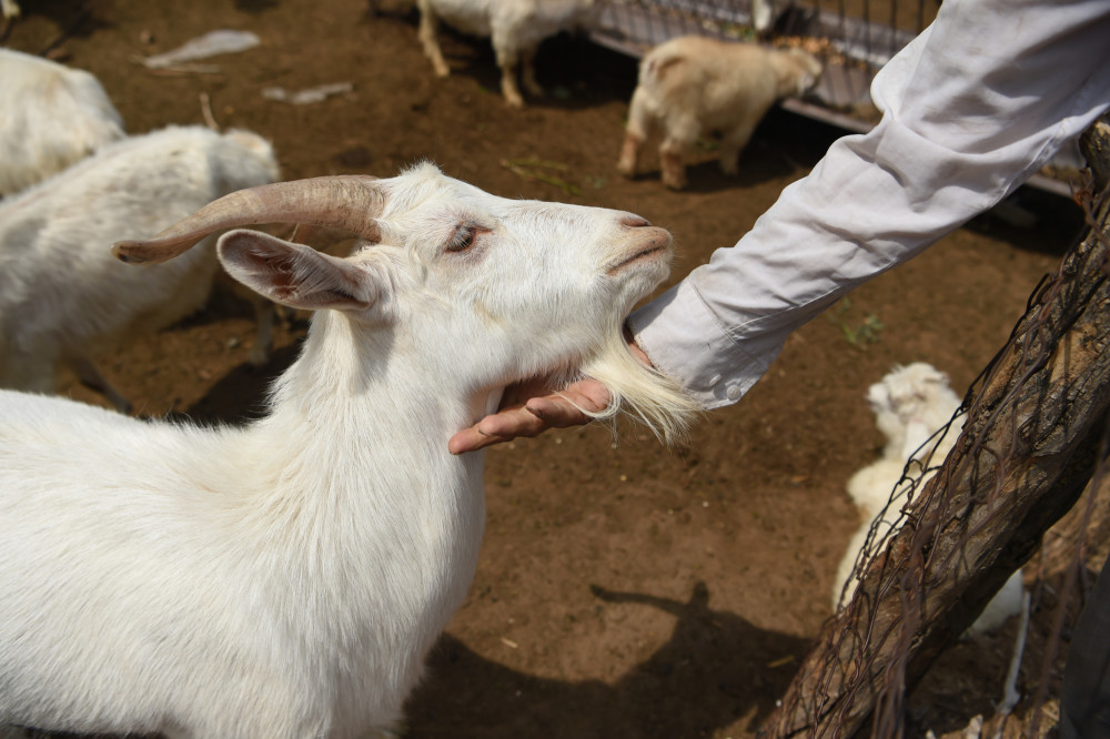 北京|北京一高校认养150只“扶贫羊”
