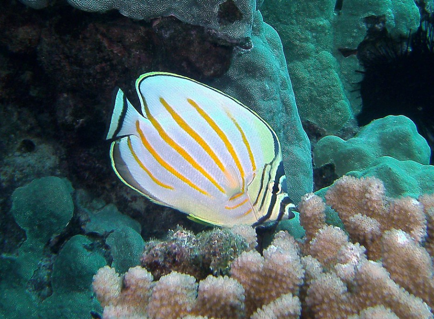 ornate butterflyfish