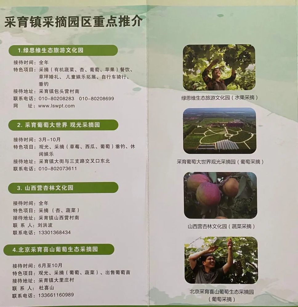 采摘园|“京南吐鲁番”的万亩葡萄熟了，50多个品种等您来采摘