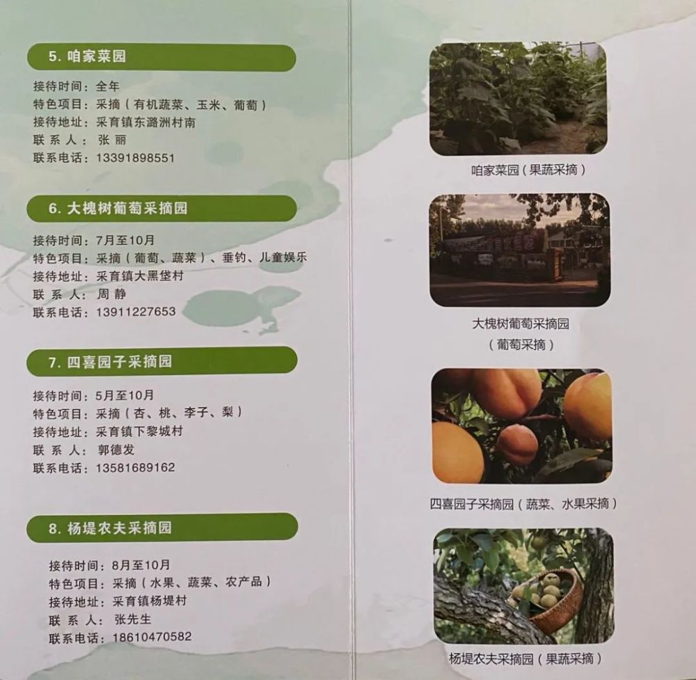 采摘园|“京南吐鲁番”的万亩葡萄熟了，50多个品种等您来采摘