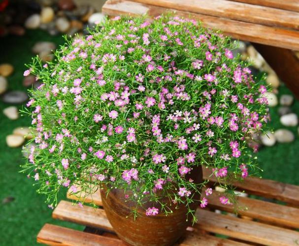 早秋的阳光太毒辣养花怕晒伤晒死不如就盆栽它们抗晒