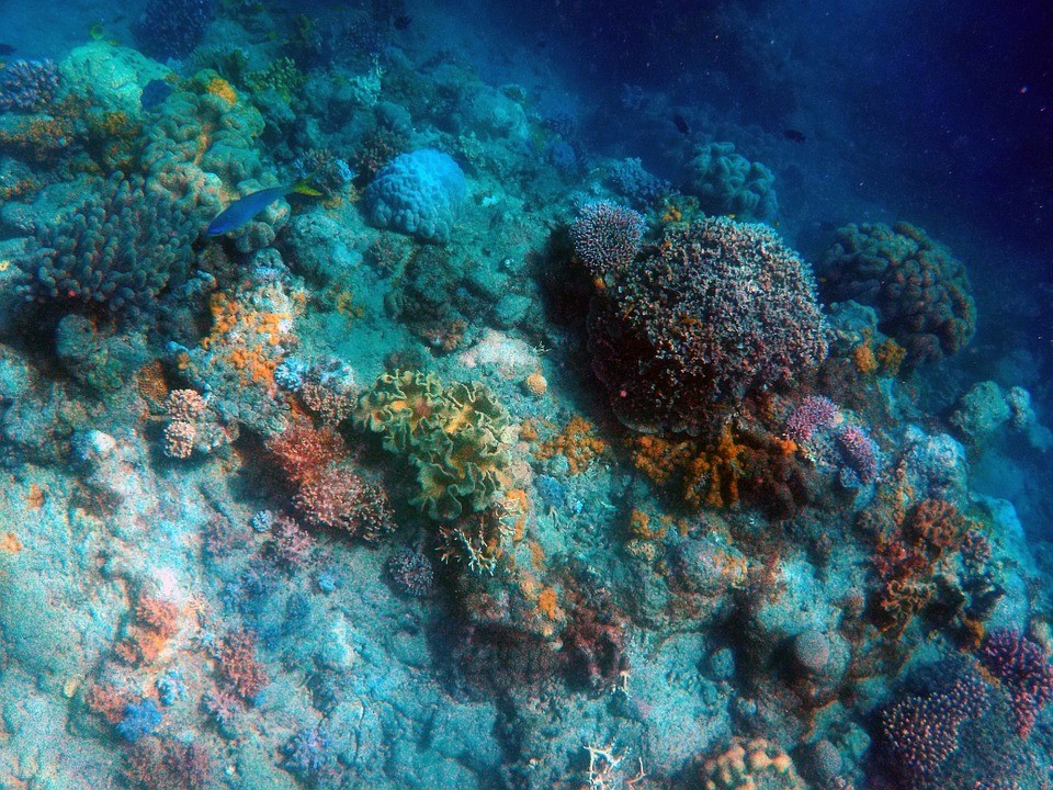 微生物|它们还活着！海洋深处发现一亿年前微生物，科学家成功将其复活