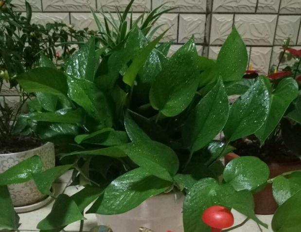 盆栽植物得学会浇花 善用黄豆水肥 枝叶将越发翠绿有光泽 花卉 盆栽植物 自来水