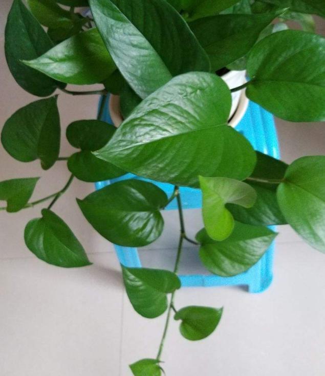 盆栽植物得学会浇花 善用黄豆水肥 枝叶将越发翠绿有光泽 花卉 盆栽植物 自来水