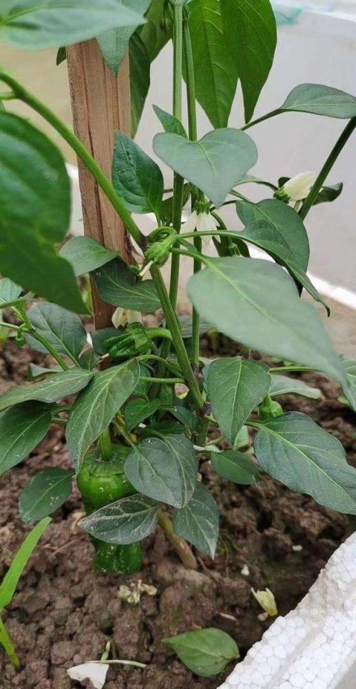 盆栽|阳台种盆栽辣椒，记住几点，一棵长成辣椒树，丰收又美观