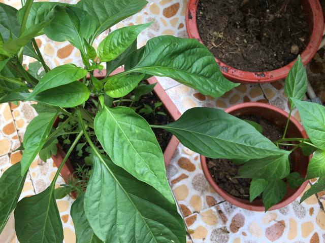 盆栽|阳台种盆栽辣椒，记住几点，一棵长成辣椒树，丰收又美观