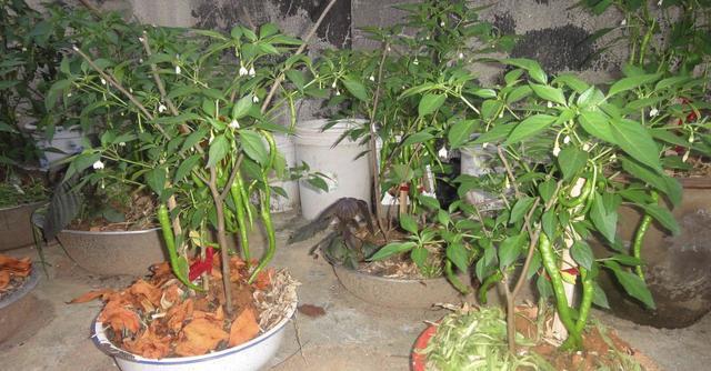 盆栽|阳台种盆栽辣椒，记住几点，一棵长成辣椒树，丰收又美观