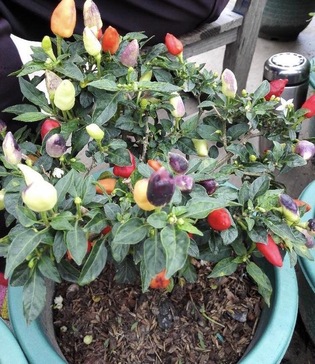 盆栽|阳台种盆栽辣椒，记住几点，一棵长成辣椒树，丰收又美观