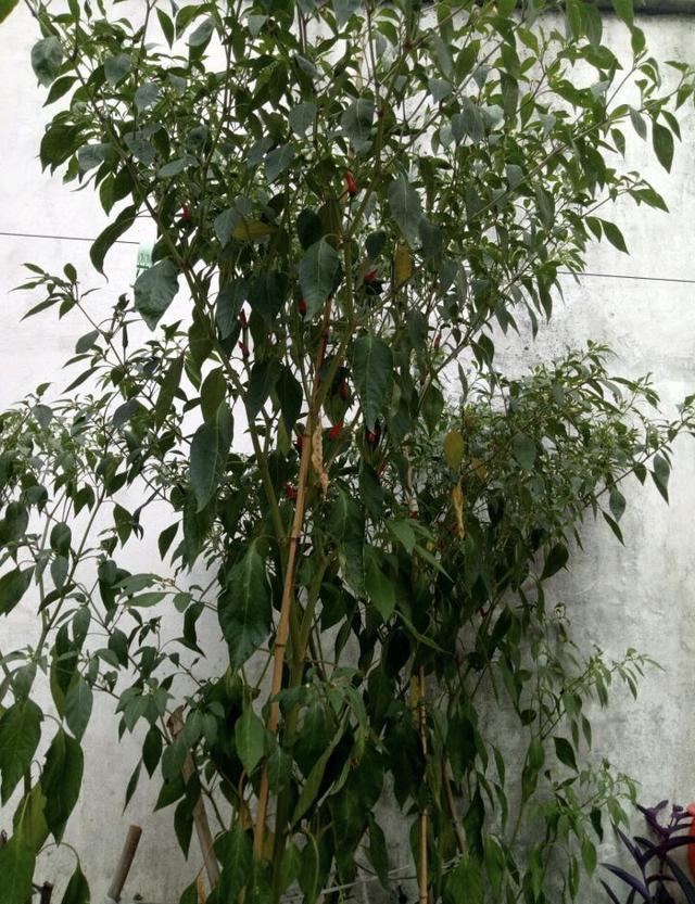 盆栽|阳台种盆栽辣椒，记住几点，一棵长成辣椒树，丰收又美观