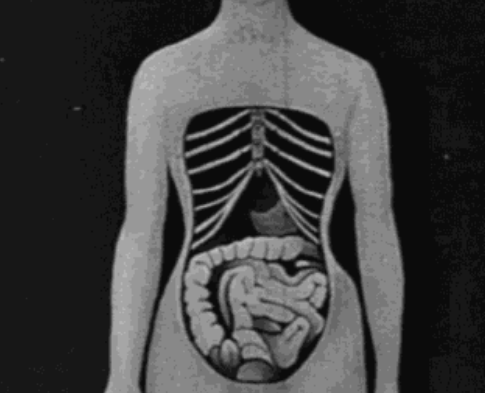 所以说束腰女性能有"沙漏"般的身材;导致人的脂肪,内脏都被紧紧箍扎在