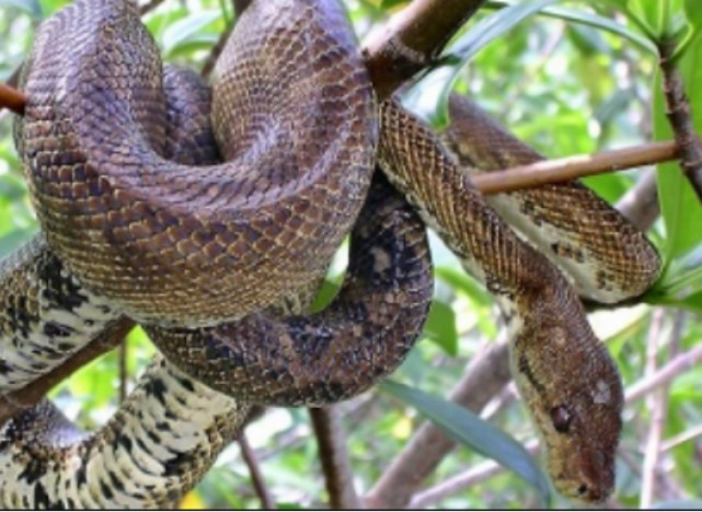 亚马逊森蚺|亚马逊|蟒蛇