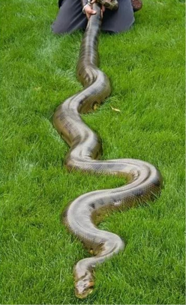 亚马逊的沼泽之王森蚺若被它吞掉可以用刀来自救吗