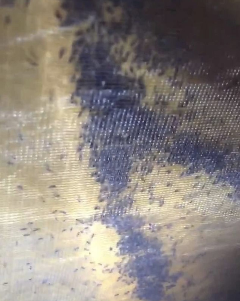 艾伦·麦基|英国男子去野营，帐篷上爬满数千只吸血虫，裤子破洞被咬