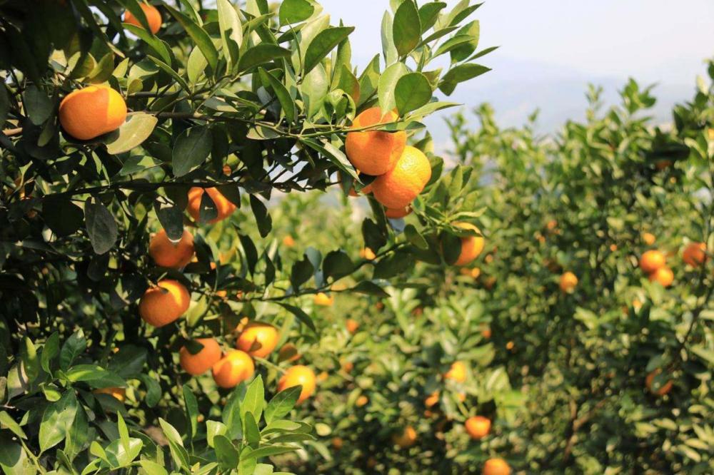 柑橘|柑橘种植施肥有讲究，掌握好时间和施肥量，树势健康产量大