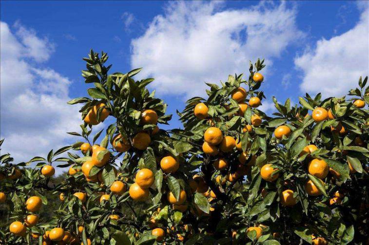 柑橘|柑橘种植施肥有讲究，掌握好时间和施肥量，树势健康产量大