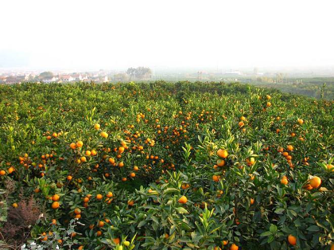 柑橘|柑橘种植施肥有讲究，掌握好时间和施肥量，树势健康产量大