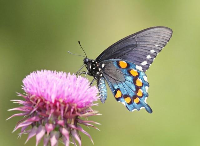 昆虫|昆虫是变温动物还是恒温动物？哺乳动物有皮毛，昆虫冬天怎么办？