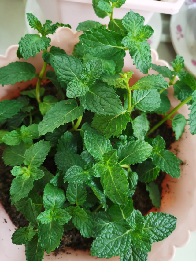 初秋闷热又上火 几片薄荷叶捻一捻 清清凉凉还提神 花卉 薄荷 金银花 艾草